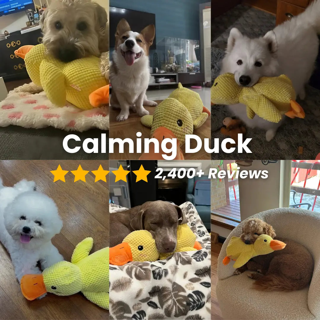 Quacker® Calming Duck Toy